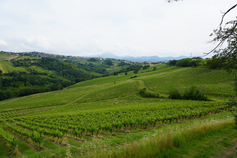 Rootwine Root Winery - Home Page · RootWinery